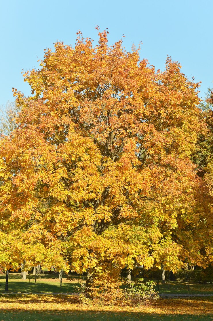 Photo grand bel arbre aux feuilles jaunes dans le parc d'automne