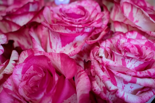 Un grand bouquet de roses roses