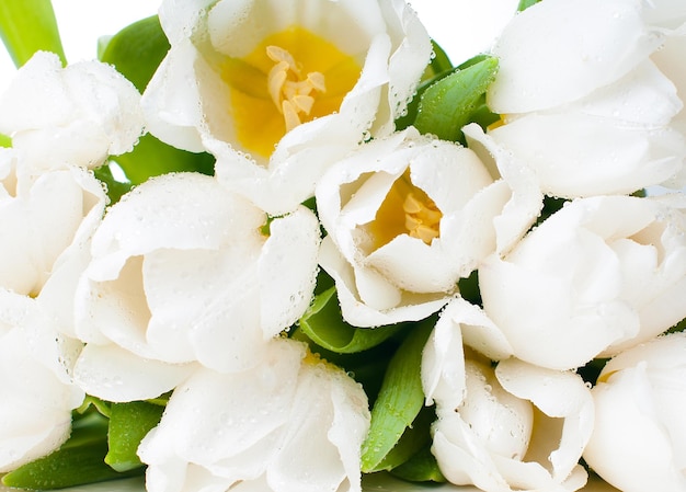 Grand bouquet de tulipes blanches