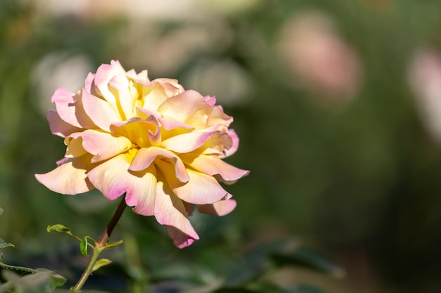 Grand bouton de rose jaune rose sur un arrière-plan flou