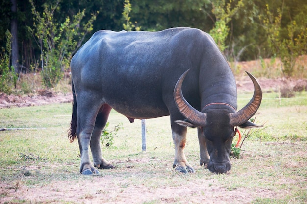 Le grand buffle asiatique sur la tête a de longues et belles cornes