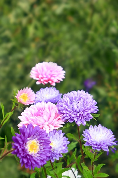 Grand buisson de beaux et lumineux asters différents