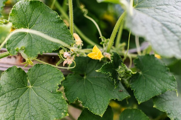 Photo un grand buisson de concombre à fleurs des légumes maison fleur jaune