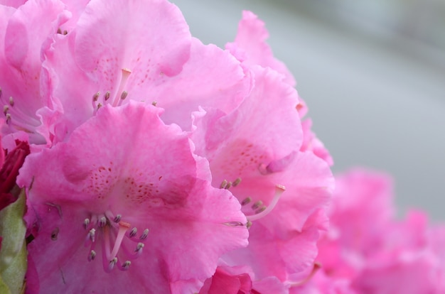 Un grand buisson fleurissant un rhododendron rose dans un jardin botanique