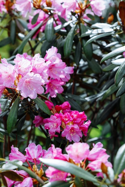 Un grand buisson de Rhododendron en fleurs dans le jardin botanique Beaucoup de fleurs roses Rhododendron beau fond floral