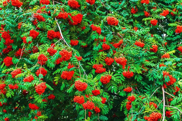 Grand buisson rouge de rowan avec beaucoup de baies