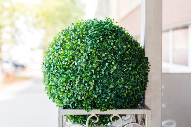 Un grand buisson vert sous la forme d'une balle clôturée d'une clôture métallique sur une rue de la ville