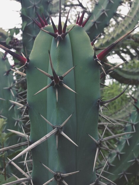 Un grand cactus épineux en gros plan