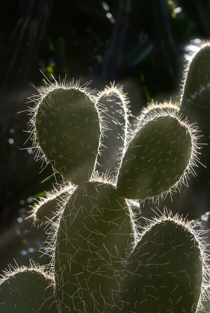 Grand cactus avec lumière du matin