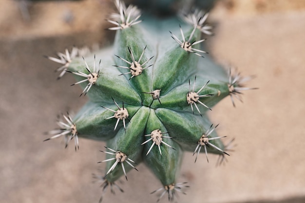 Grand cactus sanque avec longues épines, vue de dessus, gros plan