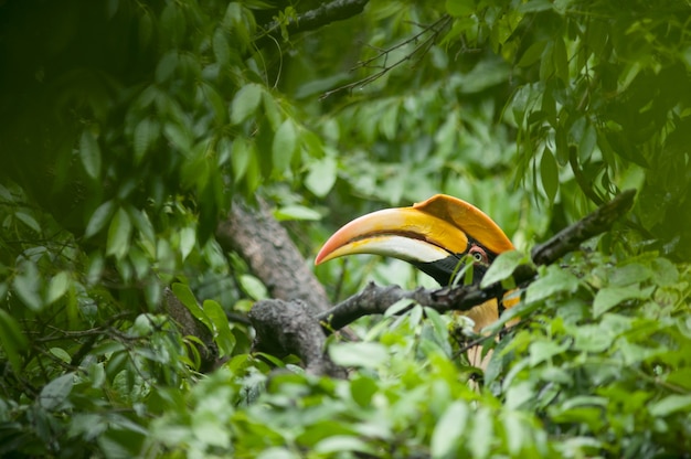 Grand Calao en forêt tropicale.