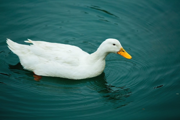 Un grand canard domestique blanc nageant dans un étang