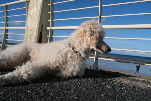 grand caniche blanc royal non coupé sur l'océan