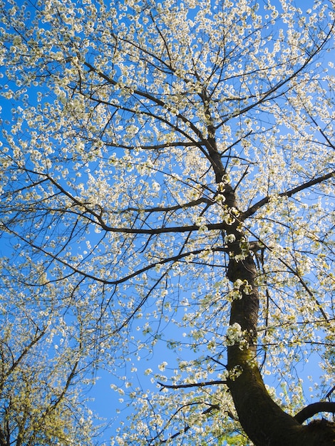 Grand cerisier en fleurs au printemps