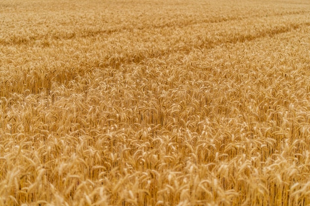 Grand champ de blé jaune Plantes dorées mûres s'élevant au champ Récolte de paysages céréaliers