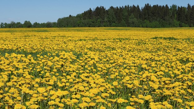 Un grand champ couvert de fleurs de pissenlit et une forêt à l'horizon. Région de Leningrad, Russie.