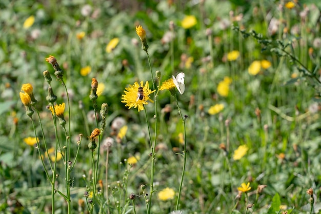 Grand champ de fleurs Une abeille est assise sur une fleur jaune Pollinisation des fleurs Pâturage de miel Kulbaba automne