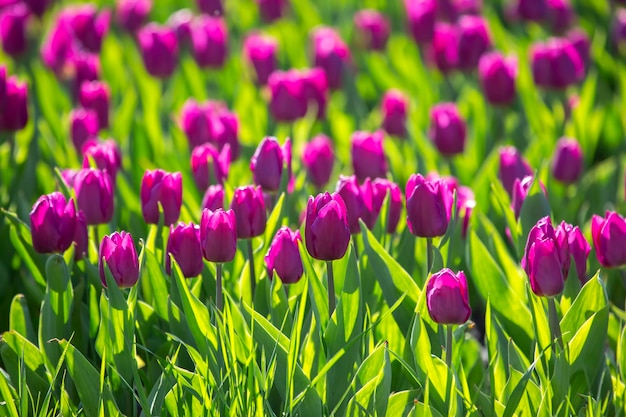 Grand champ de fleurs de tulipes violettes en fleurs et de botanique