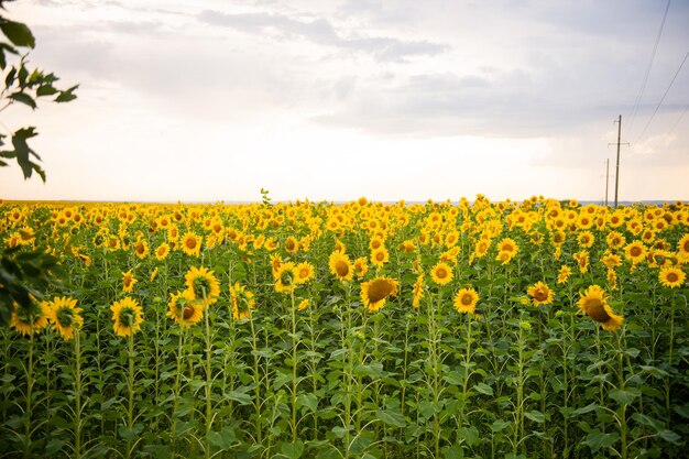 Un grand champ jaune fleuri avec des tournesols