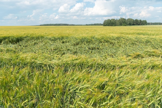 Un grand champ de jeune blé vert sur fond de ciel bleu et de forêt La piste dans le champ de l'équipement de récolte Agriculture écologique Culture de céréales