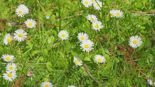 Un grand champ de marguerites, des prairies, des fleurs sauvages, des marguerites et des fleurs de camomille.