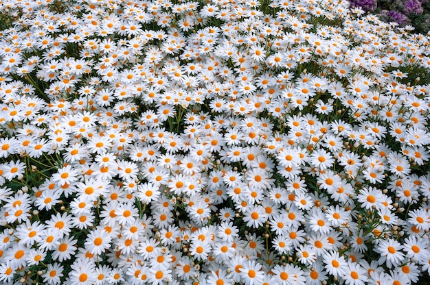 Grand champ de marguerites