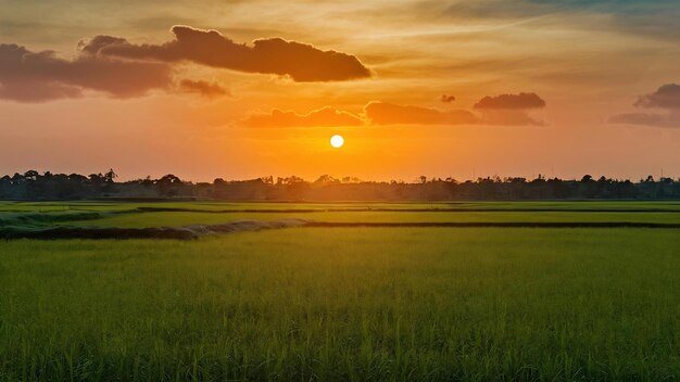 Grand champ de riz vert avec des plants de riz vert en rangées au coucher du soleil