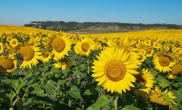 Grand champ de tournesols Composition de la nature