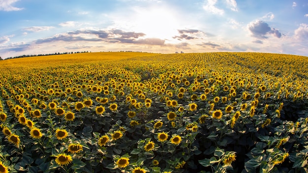 Grand champ de tournesols en fleurs au soleil. Agronomie, agriculture et botanique.