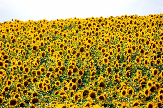 Grand champ de tournesols en fleurs au soleil. Agronomie, agriculture et botanique.