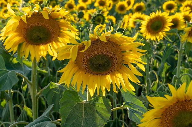 Un grand champ de tournesols par une journée d'été ensoleillée sous un ciel bleu et des nuages duveteux Agriculture écologique Matières premières pour la production d'huile de tournesol