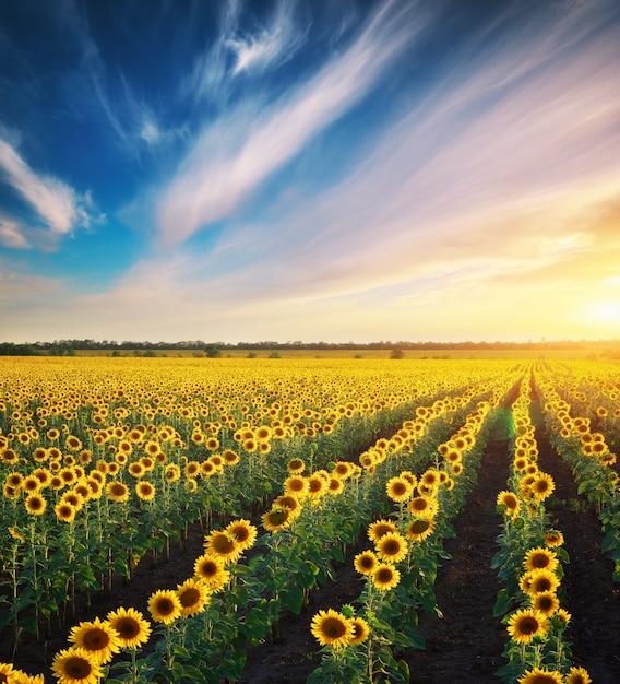 Grand champ de tournesols