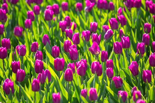 grand champ de tulipes violettes en fleurs. fleurs et botanique