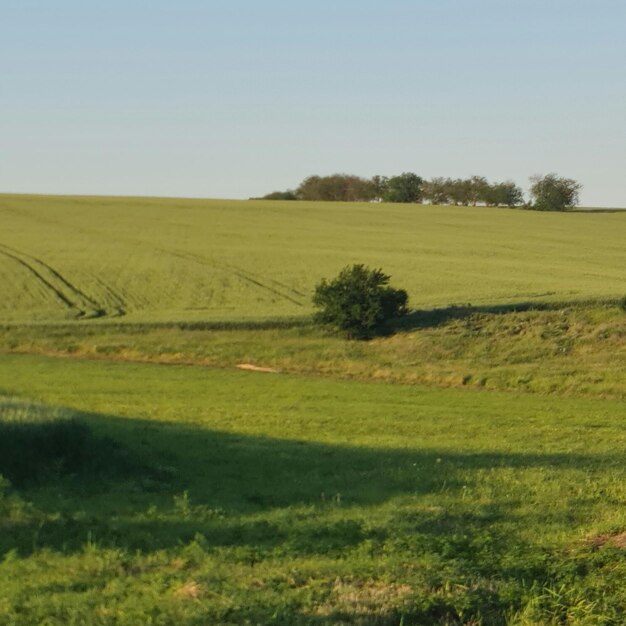 Photo un grand champ vert avec des arbres au loin