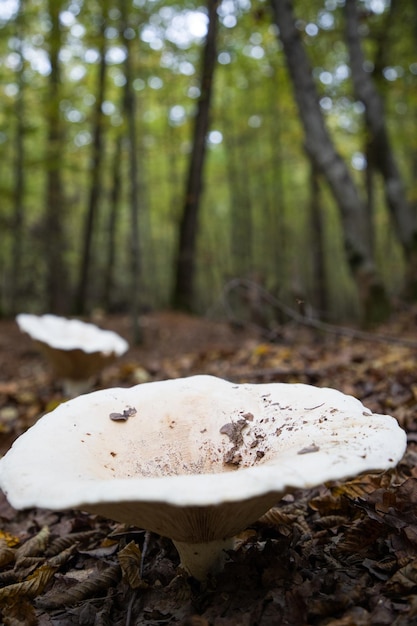 Grand champignon blanc dans la forêt d'automne