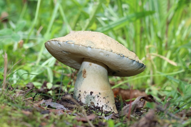 Grand champignon comestible mûr Gyroporus cyanescens, alias le bolet bleuissant pousse dans la forêt.