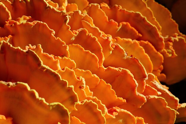 Photo grand champignon parasite crabofthewoods soufre polypore plateau de soufre ou poulet des bois