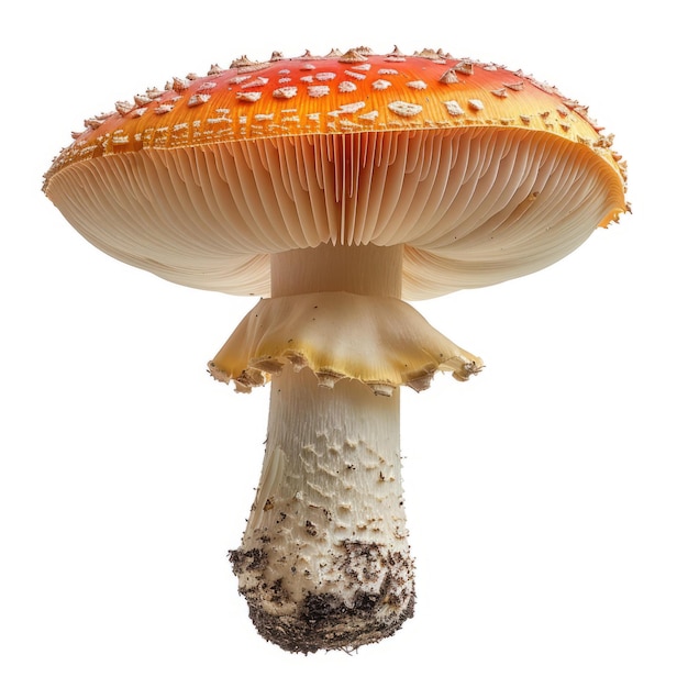 Photo un grand champignon rouge et blanc sur un fond blanc