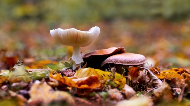 Un grand champignon vénéneux dans la forêt parmi les feuilles tombées