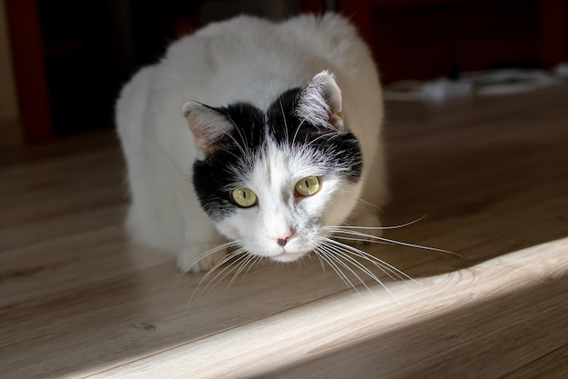 Le grand chat aux yeux jaunes regarde hors de l'obscurité