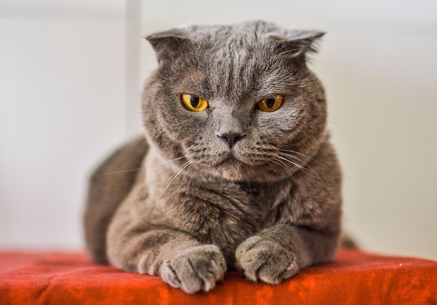 Grand chat British shorthair gris moelleux