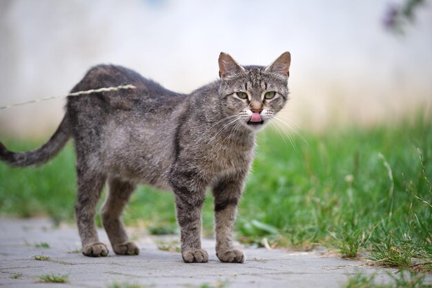 Photo un grand chat errant gris se repose sur le steep en plein air en été.