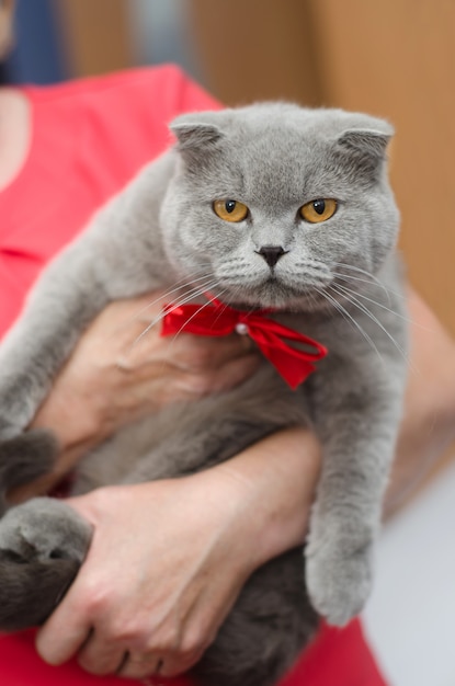 Un grand chat gris avec un arc rouge