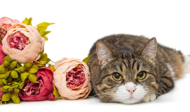 Grand chat gris et un bouquet de fleurs