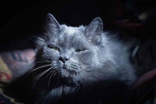 Le grand chat gris pelucheux de la race de Nebelung se trouve sur un oreiller coloré sur le fond foncé