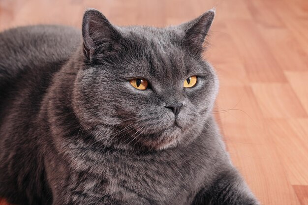 Grand chat gris de la race britannique se reposant sur le plancher en bois dans l'appartement