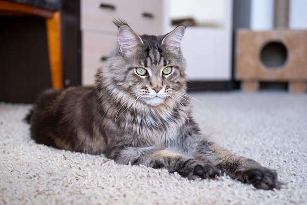 Grand chat rayé gris aux yeux verts race Maine Coon Le chat se trouve sur un fond clair