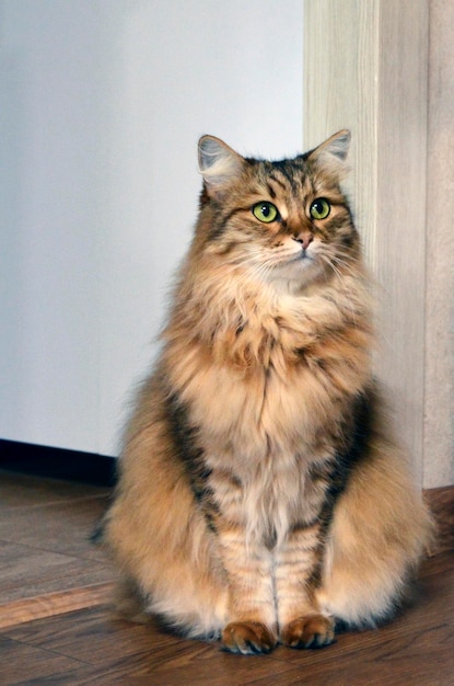 Grand chat rouge pelucheux adulte avec l'ornement noir et les yeux verts se reposant sur le plancher regardant vers la droite