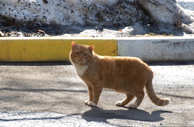 Grand chat rouge et son ombre sur un matin de printemps ensoleillé région de Moscou Russie