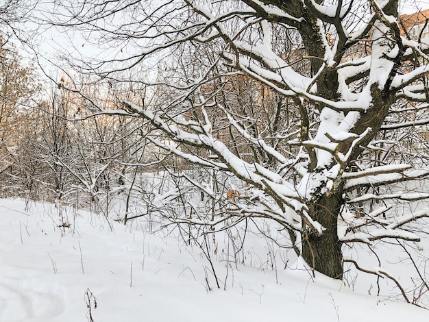 Grand chêne avec des branches sans feuilles couvertes de neige en hiver